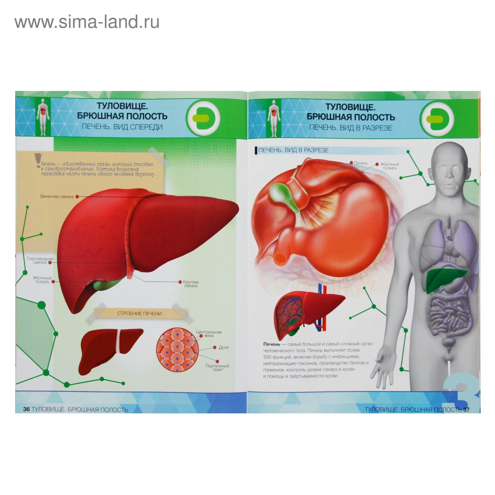 Купить Энциклопедия Анатомия Человека