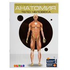 Энциклопедия 4D в дополненной реальности «Анатомия: тело человека» - фото 2303685