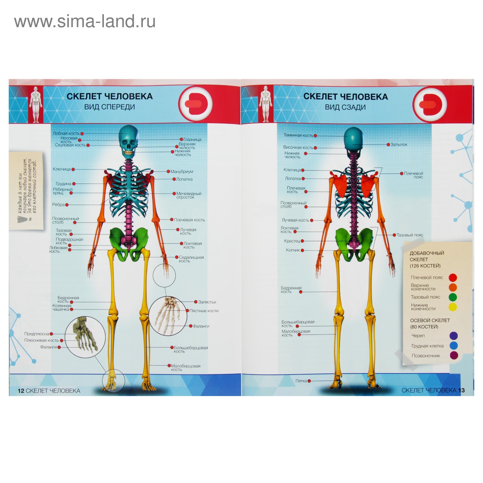 Купить Энциклопедия Анатомия Человека