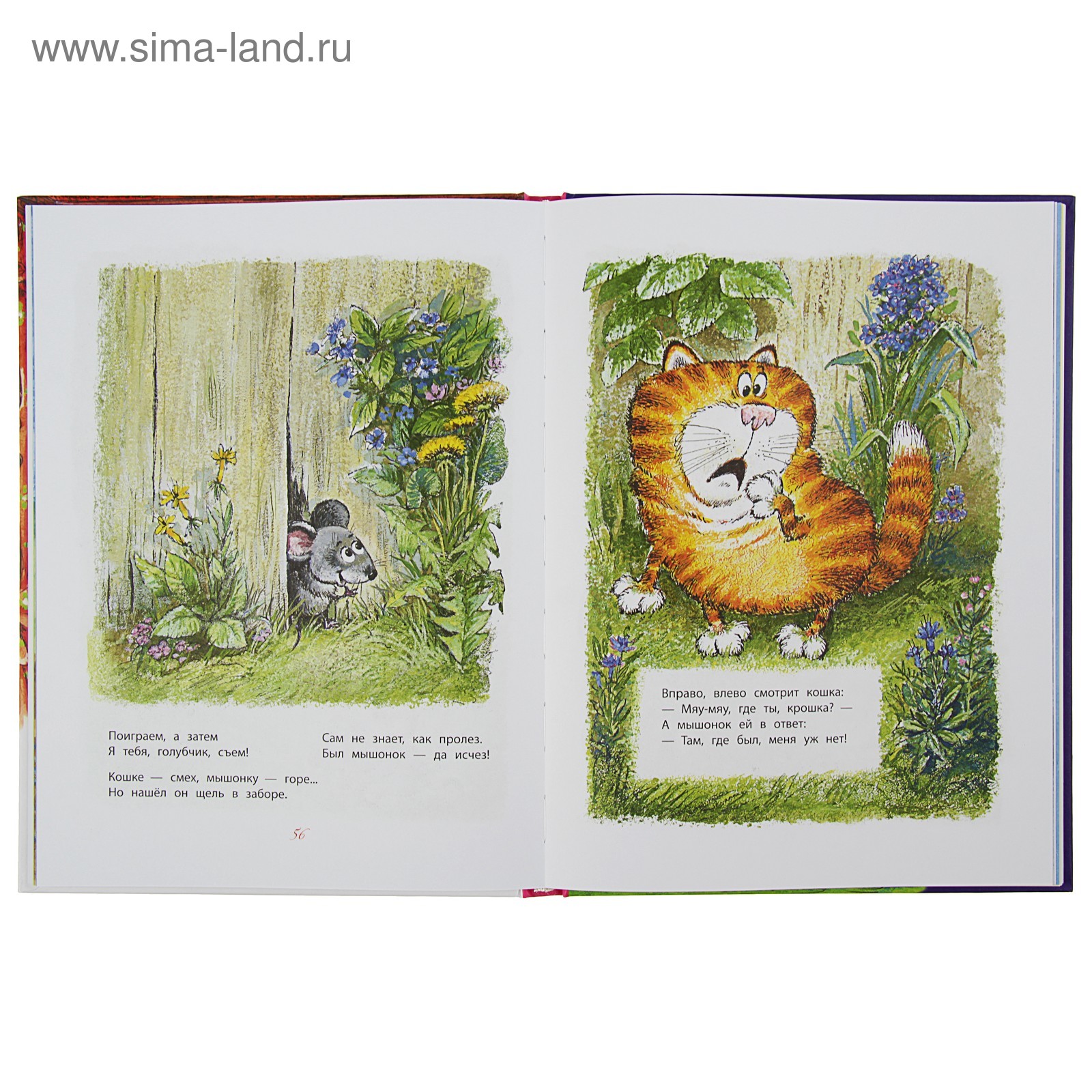 Крошка ши. Крошка ши и медведь. Крошка ши. Белка крошка ши. Где моя крошка где то.