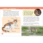 Энциклопедия для детского сада «Кошки и котята» - Фото 3
