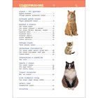 Энциклопедия для детского сада «Кошки и котята» - фото 3819403