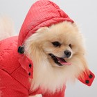 Куртка супертеплая на синтепоне, размер L (ДС 39 см, ОГ 50 см), красная - Фото 3