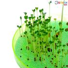 Набор для опытов «Выращиваем растение»: лупа, семена, тарелка, губка - Фото 4