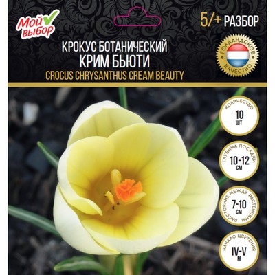 Крокус ботанический Крим Бьюти, р-р 5/+, 10 шт