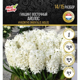 

Гиацинт восточный Айолос, р-р 14/15, 4 шт