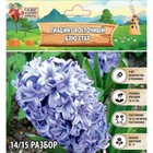 Гиацинт восточный Блю Стар, р-р 14/15, 4 шт, Весна 2025 - Фото 1