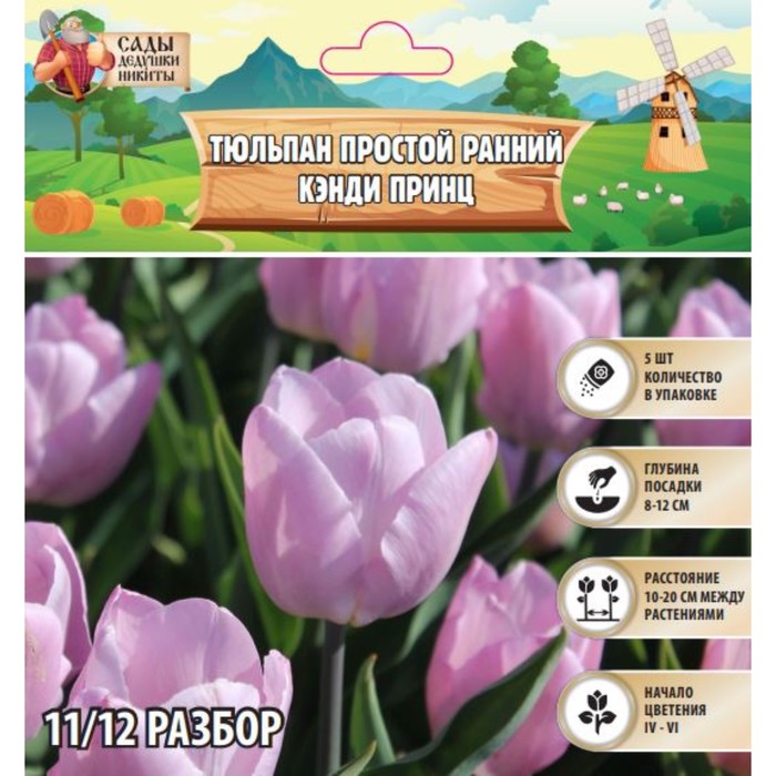 Тюльпан простой ранний Кэнди Принц, р-р 11/12, 5 шт, Весна 2025 - Фото 1