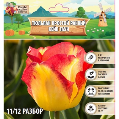 Тюльпан простой ранний Кейп Таун, луковица в пакете с перфорацией, р-р 11/12, 5 шт.
