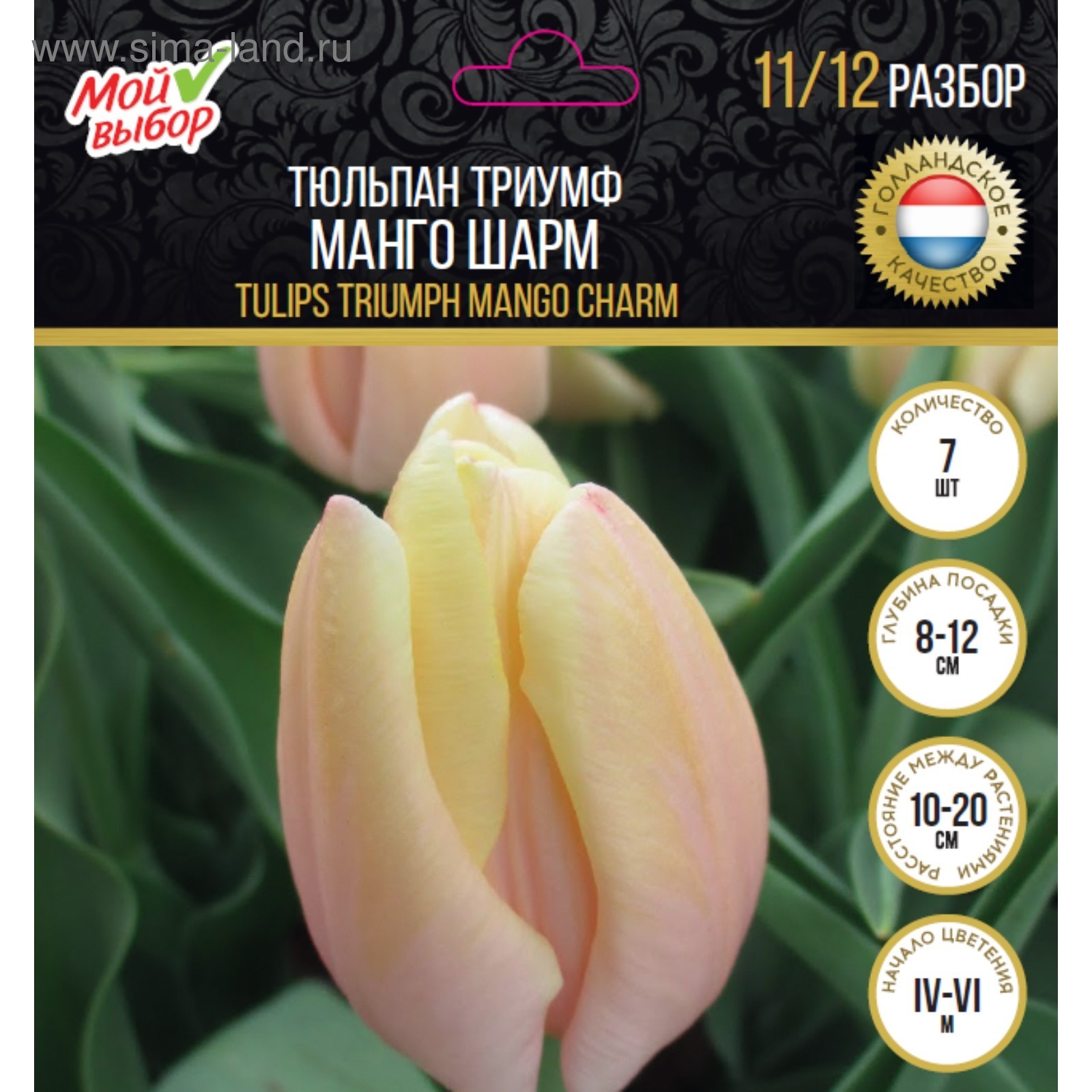 Mango Charm ® Тюльпан Jan de Wit en Zonen B.V.