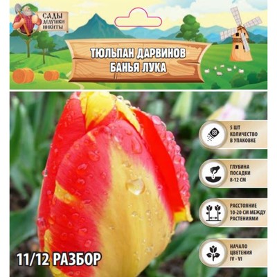 Тюльпан Дарвинов Банья Лука, луковица в пакете с перфорацией, р-р 11/12, 5 шт.