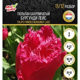 

Тюльпан бахромчатый Бургунди Лейс, р-р 11/12, 5 шт