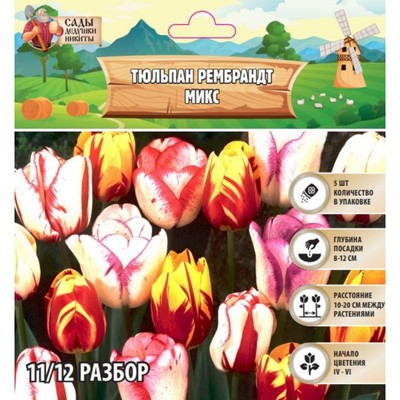 Тюльпан рембрандт Микс, луковица в пакете с перфорацией, р-р 11/12, 5 шт.
