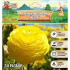 Ранункулюс (Лютик) Йеллоу, р-р 7/8, 7 шт, Весна 2025 - Фото 1