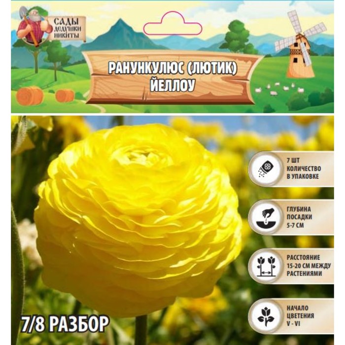 Ранункулюс (Лютик) Йеллоу, р-р 7/8, 7 шт, Весна 2025 - Фото 1