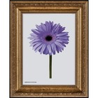 Рама для картин (зеркал) 40 х 50 х 3,3 см, пластиковая, Dorothy, золотая - фото 24451042