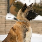 Ошейник строгий с металлическим фастексом и защитными колпачками, 63 см, толщина проволоки 4 - Фото 12