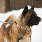 Ошейник строгий с металлическим фастексом и защитными колпачками, 63 см, толщина проволоки 4 - Фото 9