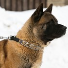 Ошейник строгий с металлическим фастексом и защитными колпачками, 63 см, толщина проволоки 4 - Фото 10