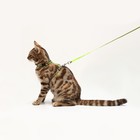 Комплект со светоотражающей лентой, ошейник 120×1 см, ОГ 26-40 см, зеленый - Фото 11