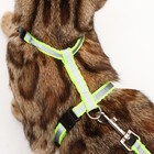 Комплект со светоотражающей лентой, ошейник 120×1 см, ОГ 26-40 см, зеленый - Фото 13
