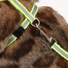 Комплект со светоотражающей лентой, ошейник 120×1 см, ОГ 26-40 см, зеленый - Фото 14