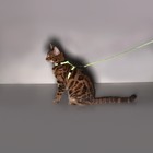 Комплект со светоотражающей лентой, ошейник 120×1 см, ОГ 26-40 см, зеленый - Фото 12