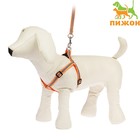 Комплект со светоотражающей лентой, ошейник 120 х 1 см, ОГ 26-40 см, оранжевый - Фото 1