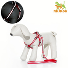 Комплект со светоотражающей лентой, ошейник 120×1 см, ОГ 26-40 см, красный - Фото 1