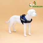 Шлейка К9 мягкая светоотражающая, размер XL, ОГ 80-95 см, вес 30-45 кг, синяя - Фото 1