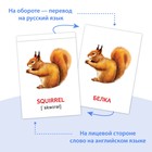 Книги «Карточки Домана на английском языке», набор 8 шт. по 24 стр. - Фото 3