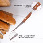Нож кухонный для цитрусовых Доляна «Эльбрус», лезвие 12 см - Фото 3