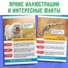 Мини - энциклопедии набор «Для мальчиков», 8 шт. - Фото 5