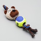 Игрушка для собак 3-в-1 "Медведь": канатная, мягкая с пищалкой, войлочный мяч, 30 см - Фото 2