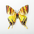 Магнит пластик "Ночные бабочки" набор 12 шт МИКС h=4,4,5,5,6,8,9,5,13,5,14,5 см - фото 8418825
