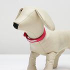 Ошейник с шильдом под гравировку, 35 х 1,5 см, микс цветов - Фото 4