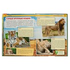 Энциклопедия с развивающими заданиями «Хищники» - Фото 3