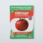 Обучающие карточки по методике Г. Домана «Овощи на английском языке», 12 карт, А6 - Фото 4