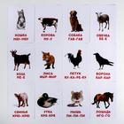 Обучающие карточки по методике Г. Домана «Что говорят животные?» - Фото 2