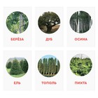 Обучающие карточки по методике Г. Домана «Деревья», 12 карт, А6 - Фото 5