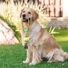 Игрушка канатная с ручкой и мячом, до 150 г, до 35 см, цвет МИКС  (артикул 3679617)  большой выбор товаров оптом и в розницу по низким ценам с доставкой