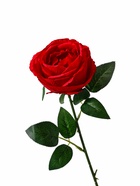 Цветы искусственные «Роза Охара», 8.5×56 см, красные 3794248