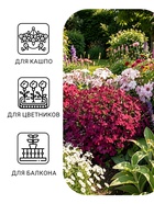 Семена цветов Лобелия «Император Вильям», 0.05 г, однолетник, «Аэлита» - Фото 3