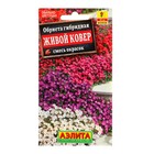 Семена цветов Обриета "Живой ковер", смесь окрасок, Мн, 0,05 г - Фото 1