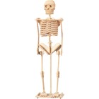 3D-модель сборная деревянная Чудо-Дерево «Скелет человека» - фото 109830827