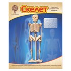 3D-модель сборная деревянная Чудо-Дерево «Скелет человека» - Фото 2