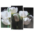 Модульная картина "Белые тюльпаны"  (2-25х52; 1-30х60) 60х80 см - фото 8749613