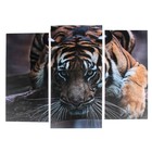 Модульная картина "Тигровый взгляд"  (2-25х52; 1-30х60) 60х80 см - фото 8900869