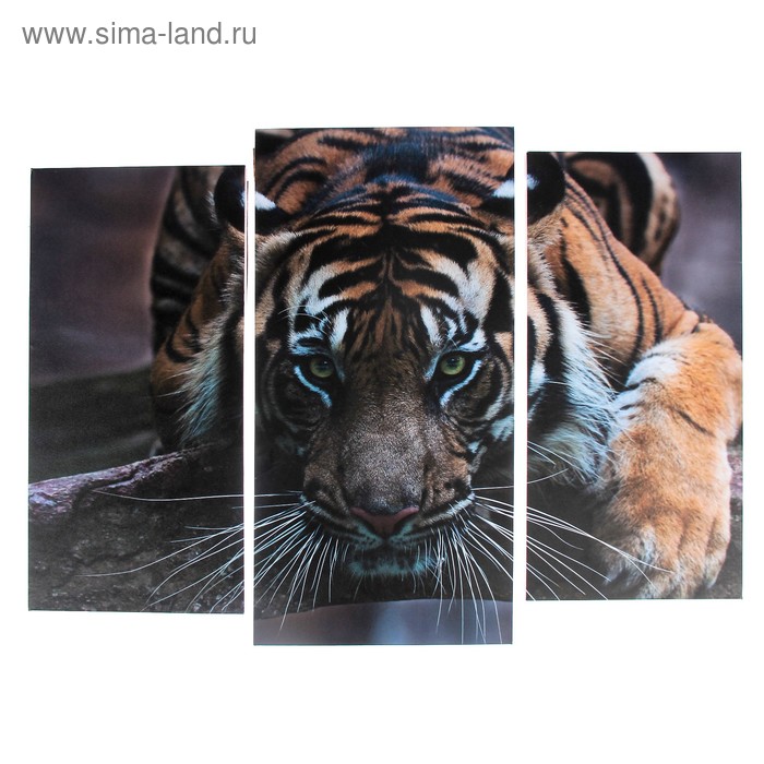 Модульная картина "Тигровый взгляд"  (2-25х52; 1-30х60) 60х80 см - Фото 1