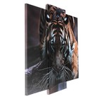 Модульная картина "Тигровый взгляд"  (2-25х52; 1-30х60) 60х80 см - фото 8900870